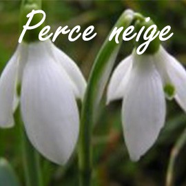 Perce neige