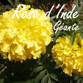Rose d'Inde Géante