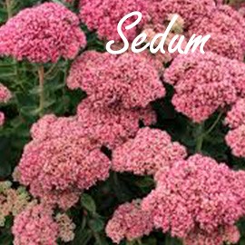 Sedums