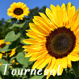 Tournesol