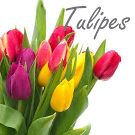 Tulipe