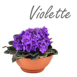 Violette