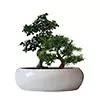 Bonsai