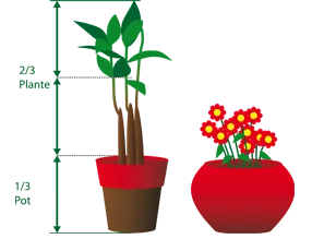 Schéma descriptif  de la taille du pot selon la taille de la plante
