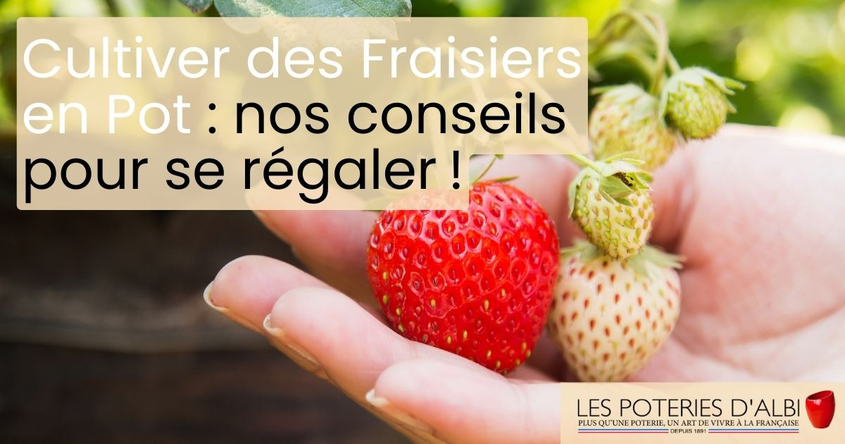 Planter des fraises en pot : toutes les astuces pour réussir !