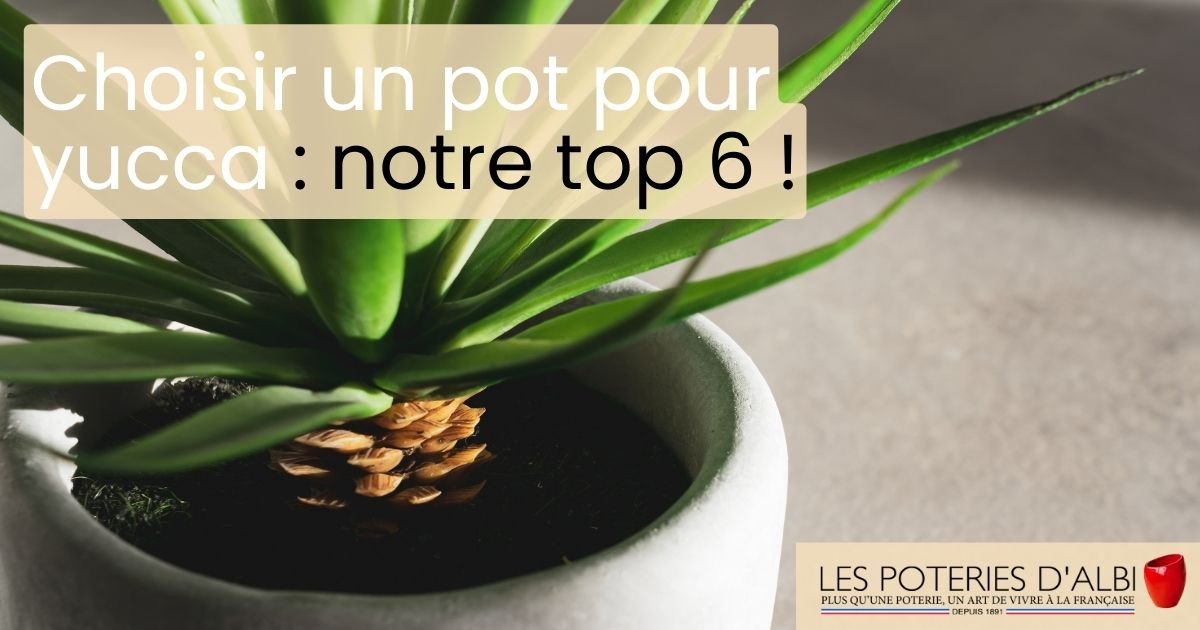 Choisir un pot pour yucca : nos conseils et notre top 6 