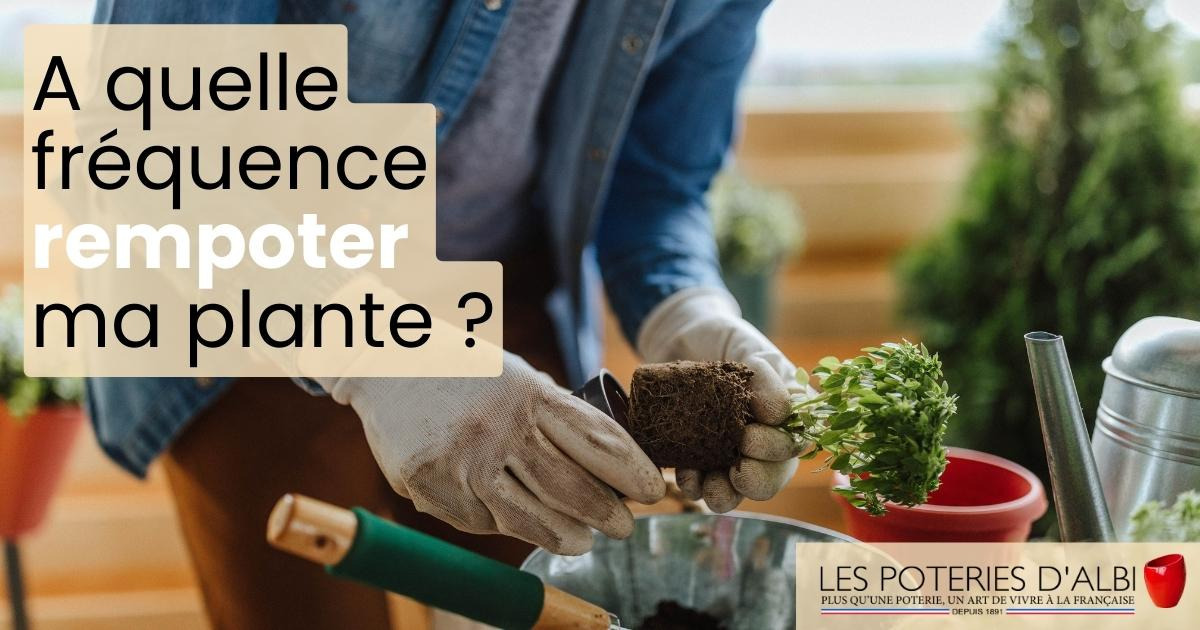 Fréquence de rempotage des plantes