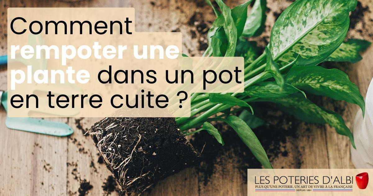 Comment rempoter une plante dans un pot en terre cuite ?